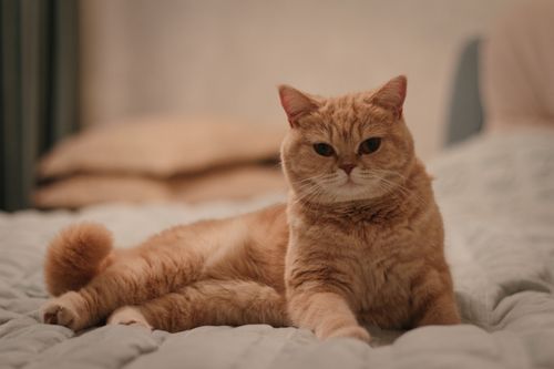Free A fluffy ginger cat lounging comfortably on a cozy bed, creating a warm and inviting atmosphere. Stock Photo