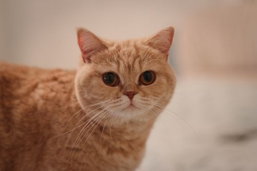 Free Close-up portrait of a cute ginger cat with big eyes indoors, showcasing grace and charm. Stock Photo