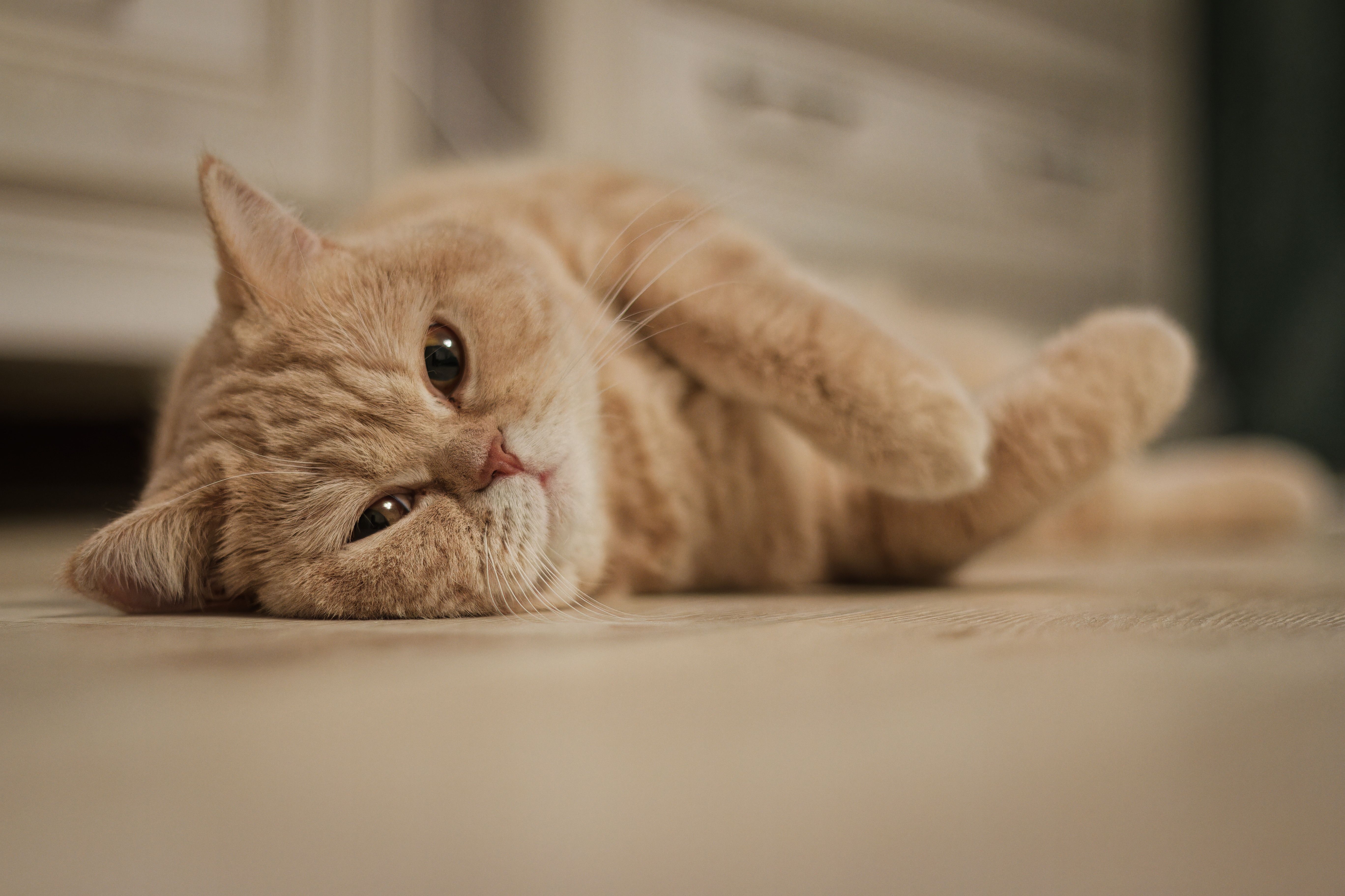 Cozy ginger cat lying down indoors capturing a serene moment.