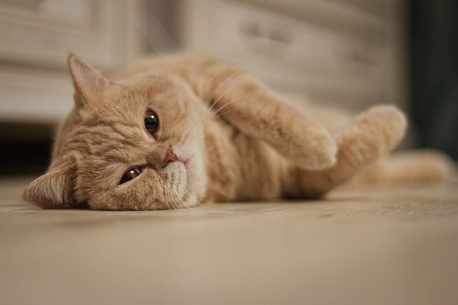Żwirek drewniany vs bentonitowy - który lepiej radzi sobie z zapachem? 2 Cozy ginger cat lying down indoors capturing a serene moment.