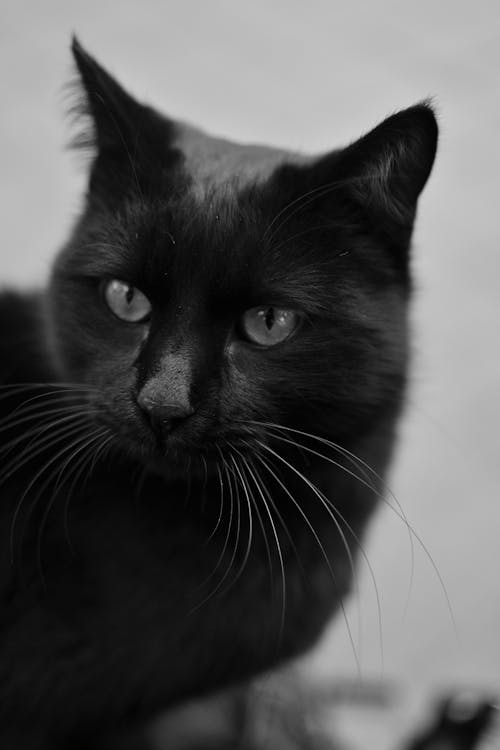 Black and White Photo of a Domestic Cat