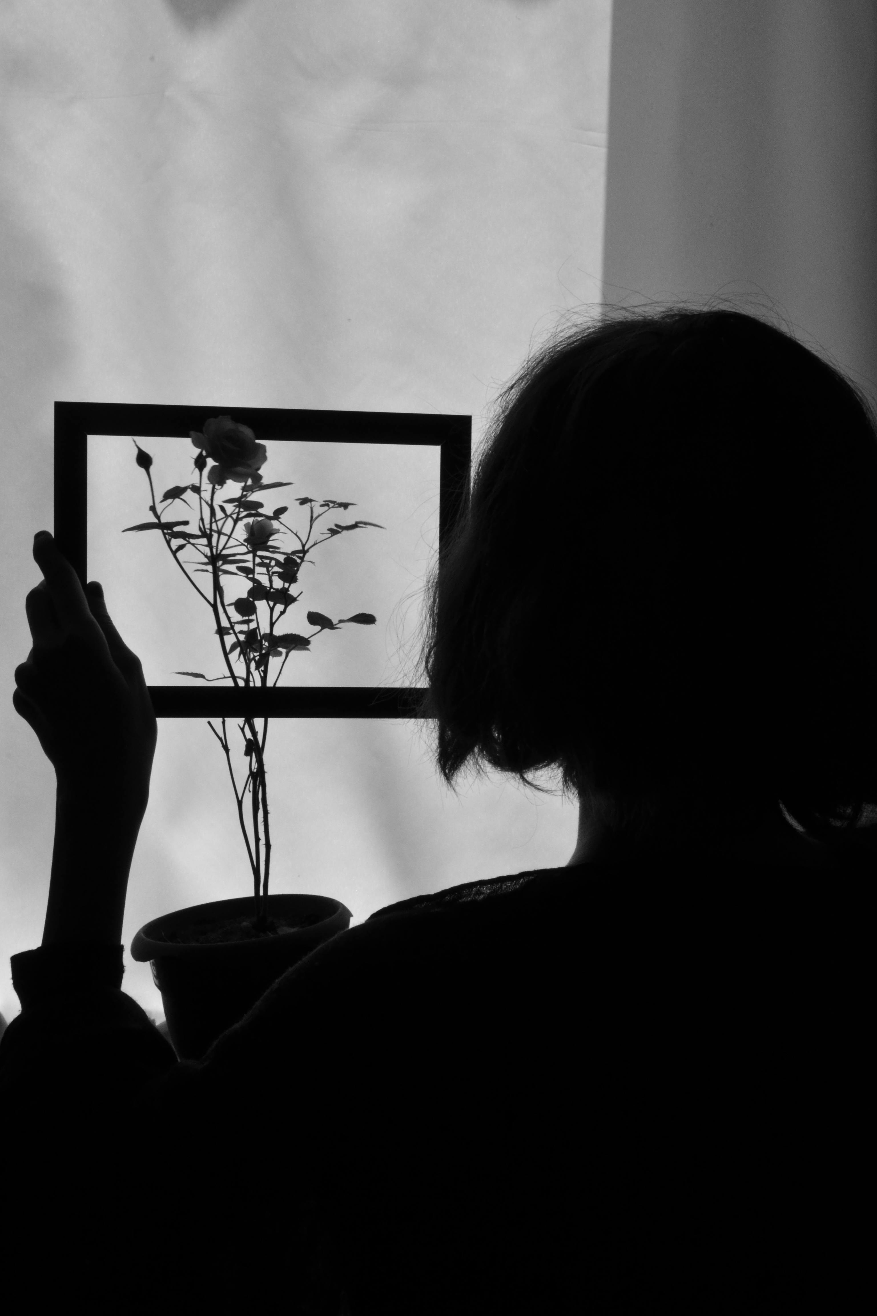 Black and white silhouette of a woman holding a framed flower by a window.