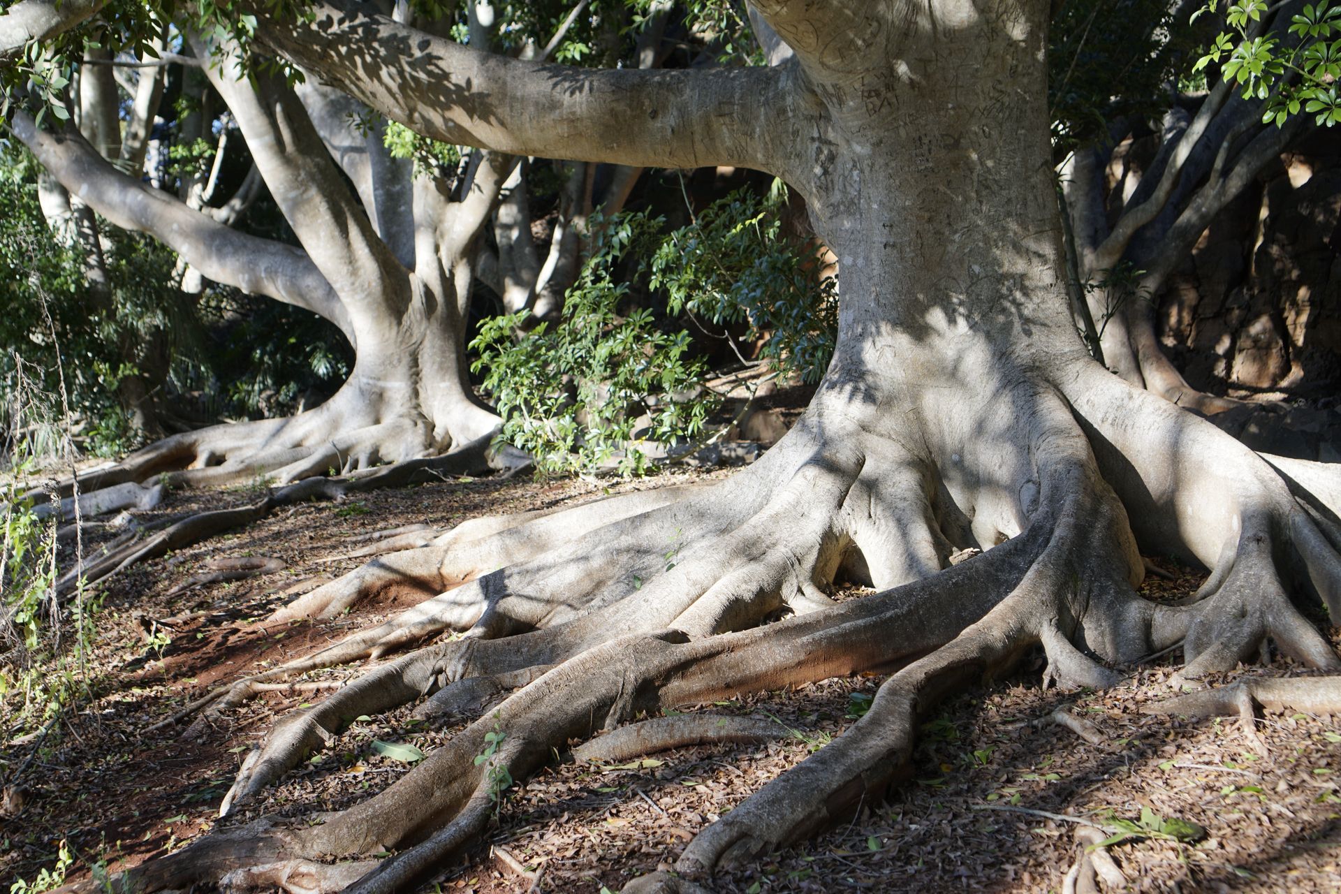 Exposed roots of majestic fig trees in Toowoomba, Australia, showcasing natural beauty outdoors.