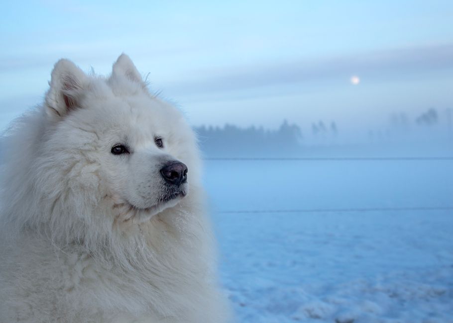 A majestic Samoyed dog sits gracefully in a snowy field during a winter dusk, exuding calm and beauty.