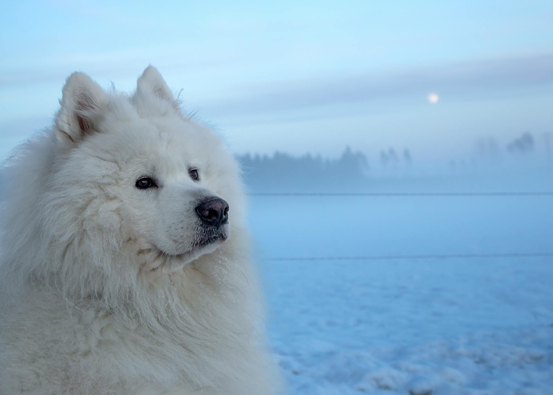 Samojedhund i vinterlandskapet vid solnedgången