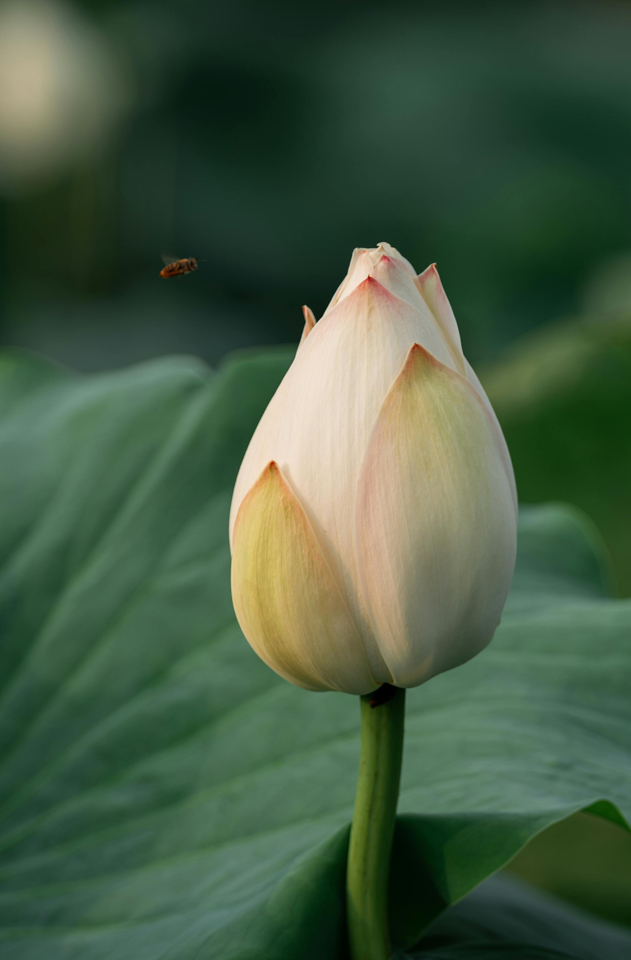 Delicate lotus bud in focus with an insect hovering nearby. Captures purity and nature's beauty.