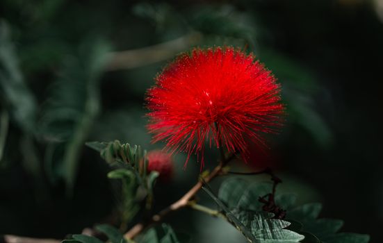 A red flower with green leaves in the background
