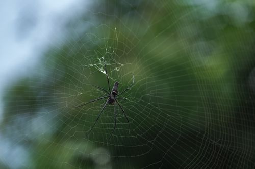Free Detailed view of a spider centered on its web, showcasing nature's intricate patterns. Stock Photo