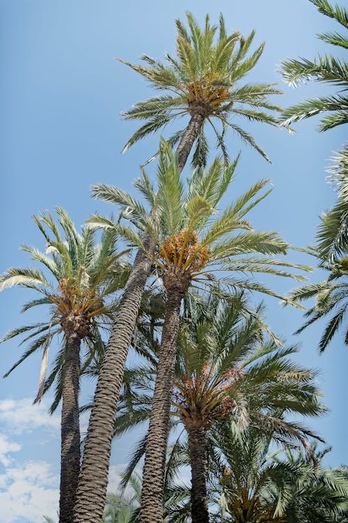 View of Palm Trees under Blue Sky 