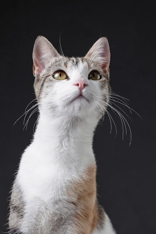 Closeup of a White Cat against Dark Background