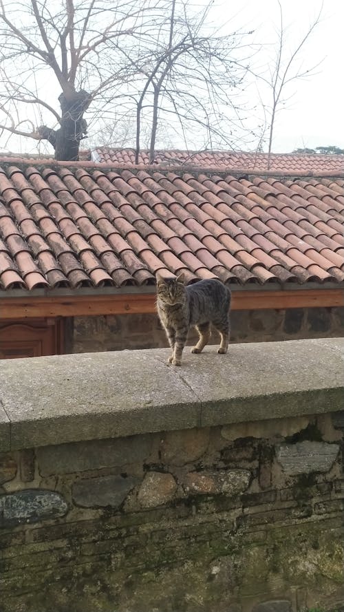 Tiled Roofs, and a Cat Standing on a Surrounding Wall