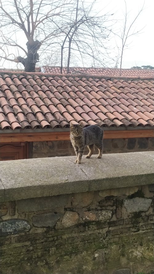 Foto profissional grátis de aldeia, aldeias, animal