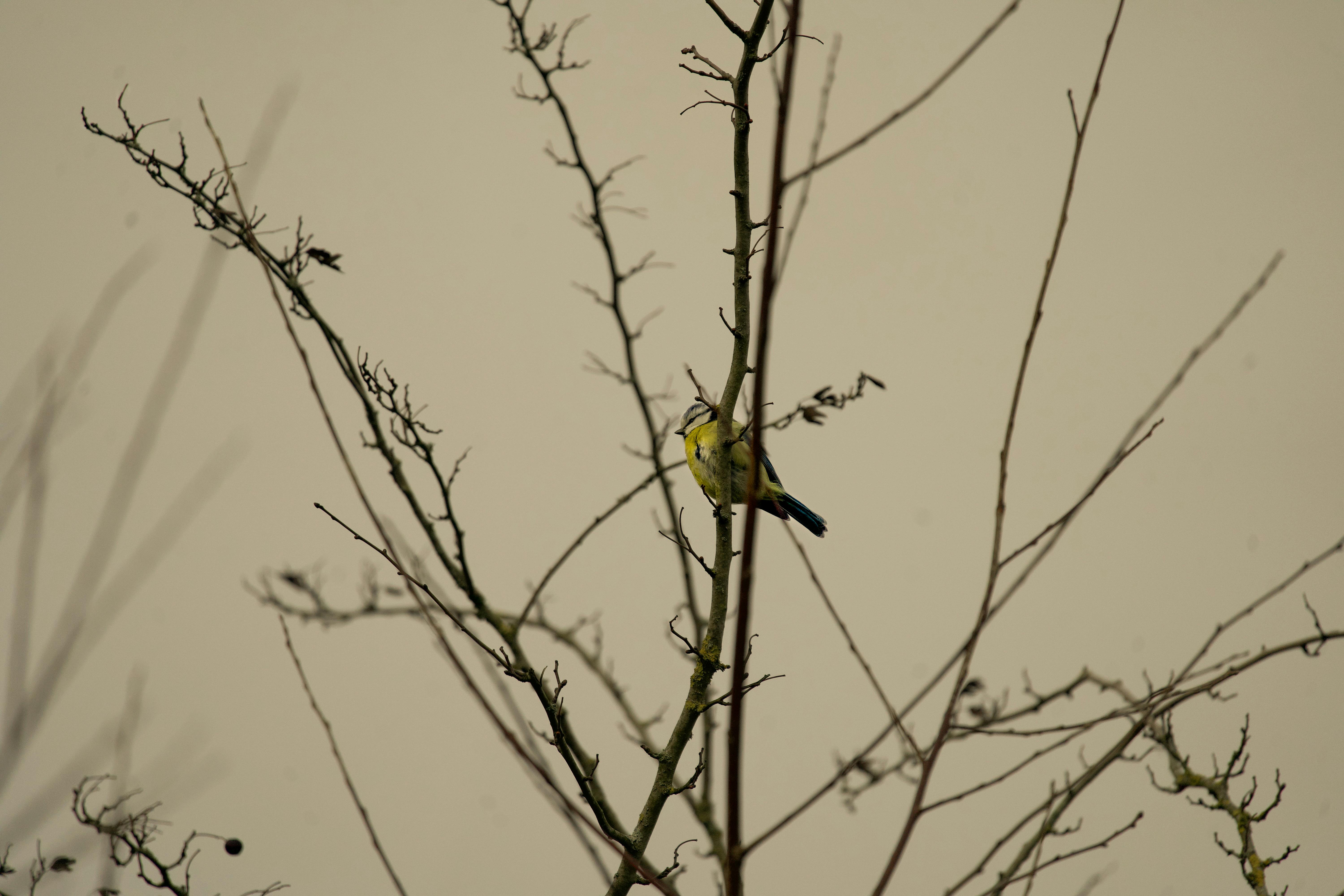 Tit Perching on a Bare Tree · Free Stock Photo