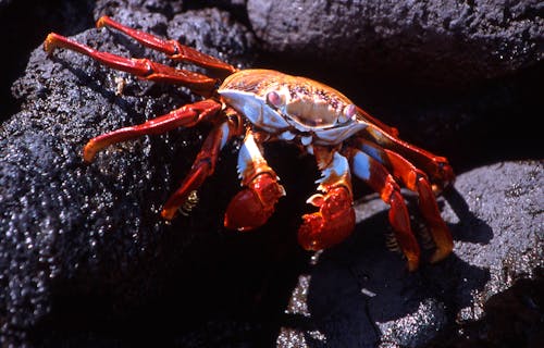 Close-Up Photo of a Red Crab on a Wet Rock