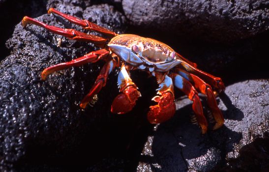 Close-up of a colorful Sally Lightfoot crab on wet rocks, capturing vivid details and lively hues.