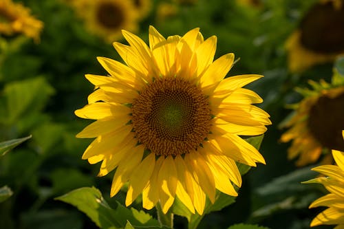 Closeup of a a Blossoming Sunflower on a Filed