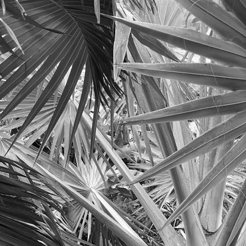 Palm Trees Leaves in Tropical Forest