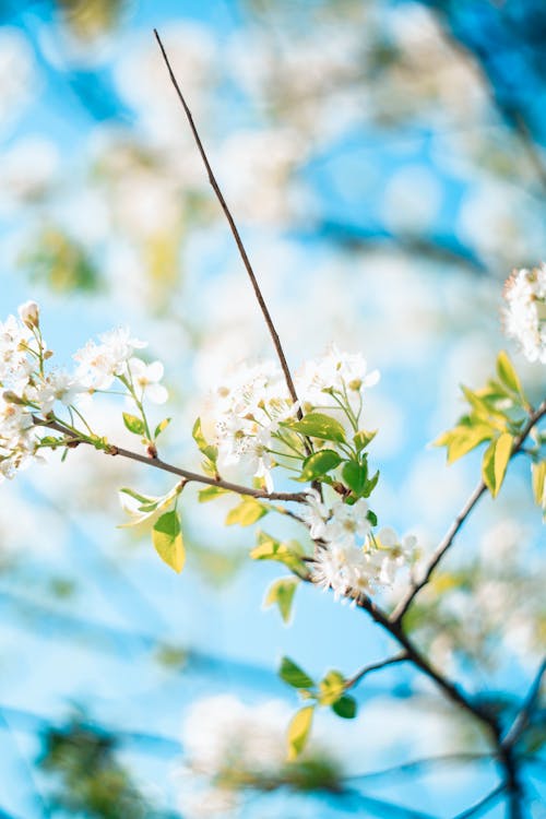 Foto profissional grátis de broto, flor de cerejeira, flores