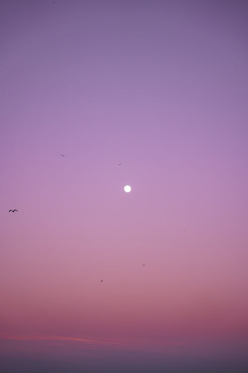 Lone Bird and Moon on Sky