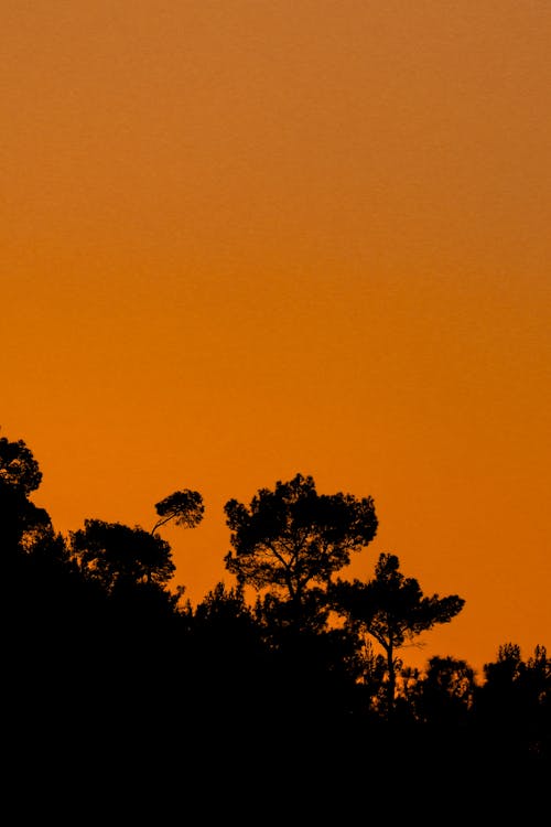 Fotos de stock gratuitas de amanecer, anochecer, arboles