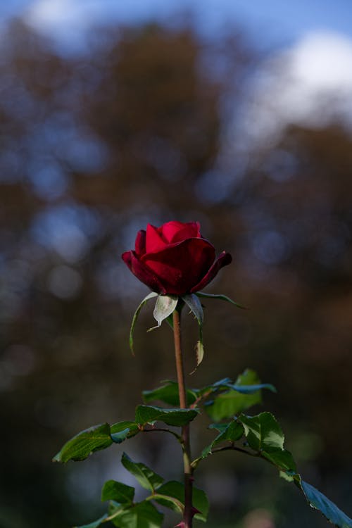 Red Rose Flower