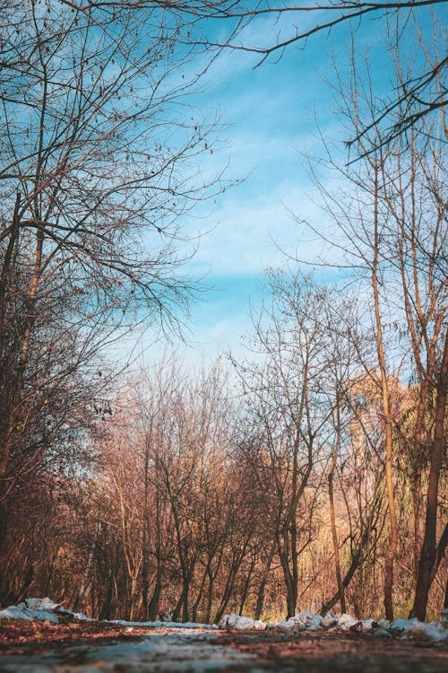 Fotobanka s bezplatnými fotkami na tému cestovať, krajina, les