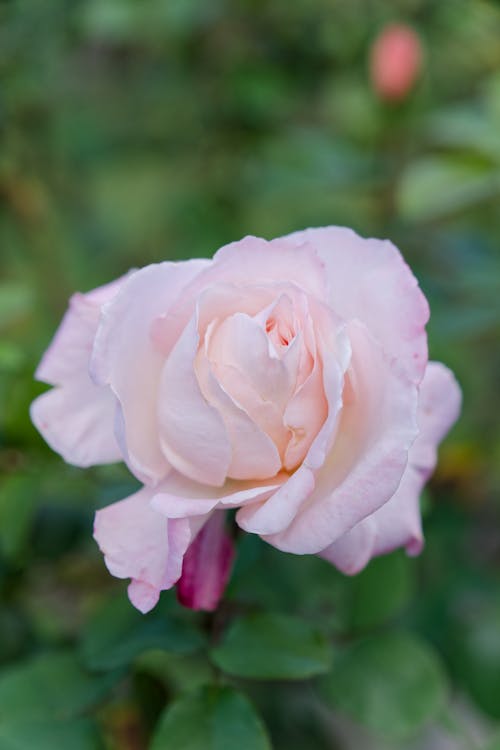 Foto d'estoc gratuïta de enfocament selectiu, flor, fons de pantalla per al mòbil