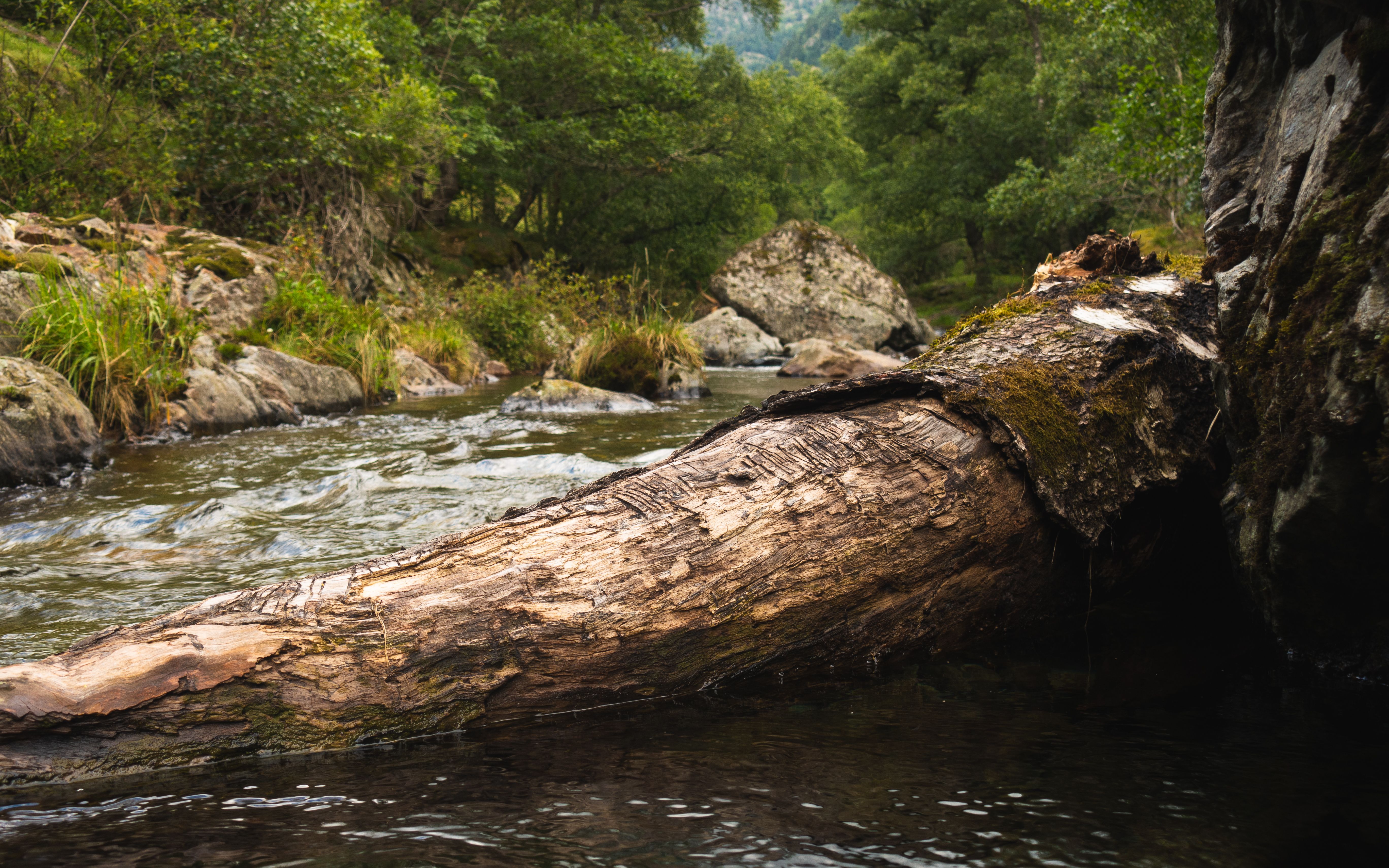 Fallen Tree in River · Free Stock Photo