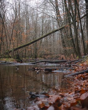A tranquil creek in an autumn forest with fallen leaves reflecting in the water.