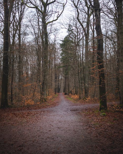 A path through the woods with trees and leaves