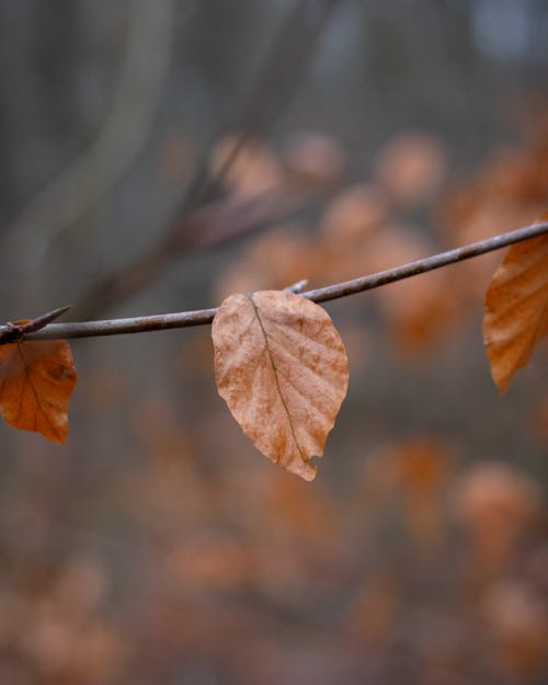 A leaf is hanging from a branch in the woods