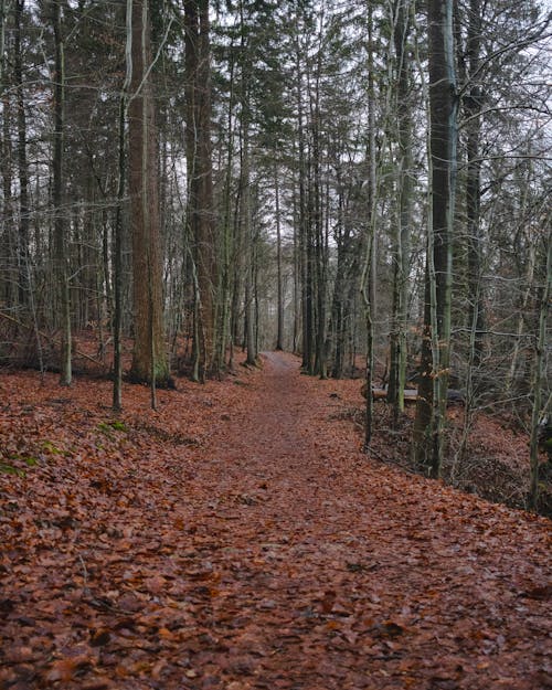 A path in the woods with leaves on the ground