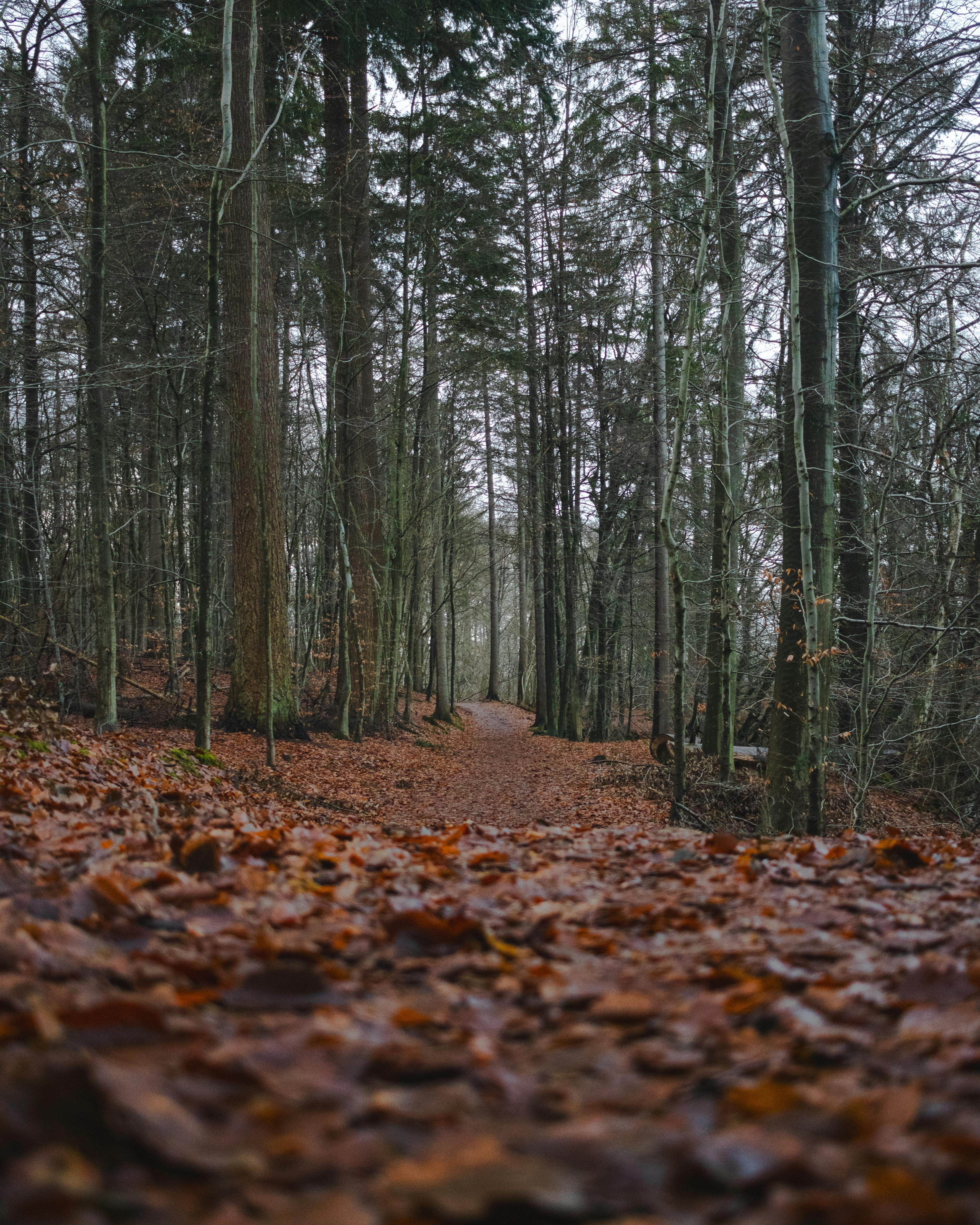 a path through the woods with leaves on the ground