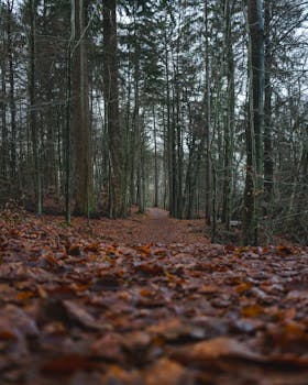 A tranquil forest path lined with tall trees and autumn leaves on the ground, creating a peaceful atmosphere.