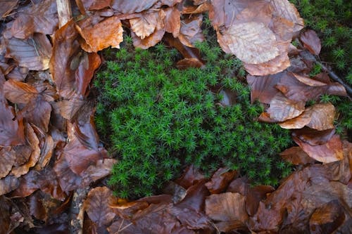 A small green plant growing in the middle of a pile of leaves