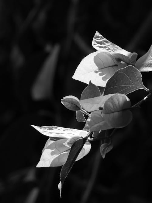 Gratis arkivbilde med flower bush, svart-hvitt, villblomster