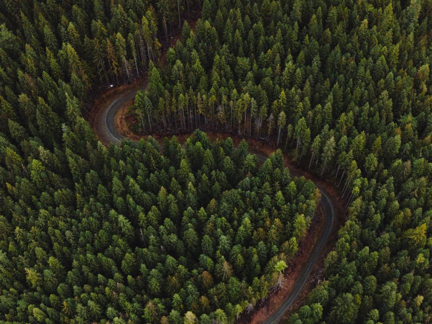 Explore a scenic aerial view of a winding road through lush evergreen forests, offering a tranquil nature escape.