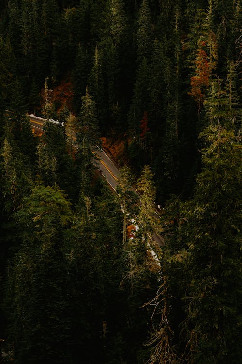 垂直拍摄, 林地, 森林 的 免费素材图片
