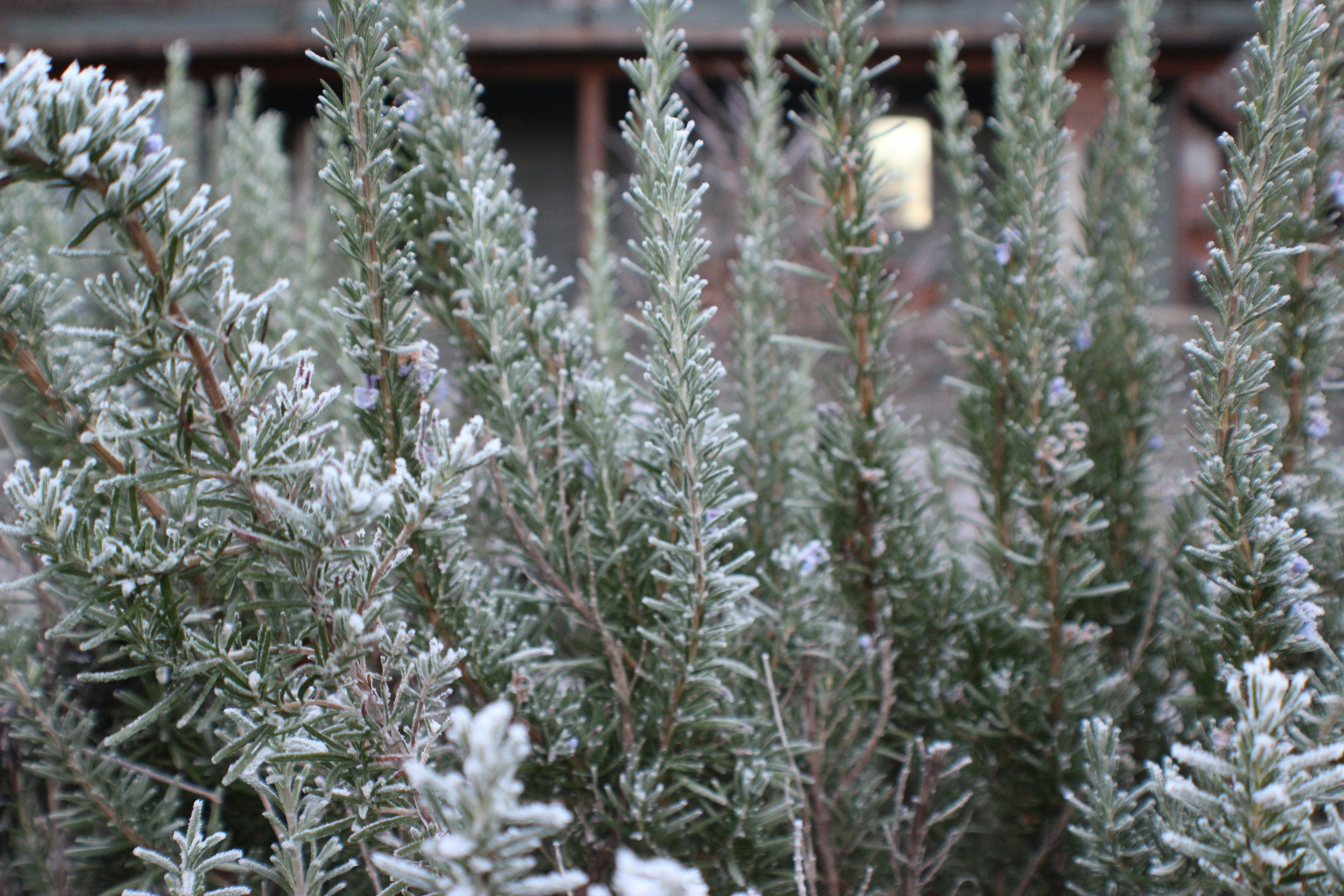 Free stock photo of frost, rosemary, winter