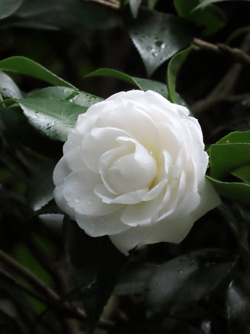 Gratis arkivbilde med hvit blomst, teblomst