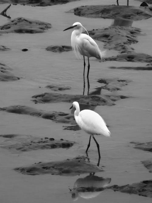 Free stock photo of black and white, egrets, wildlife