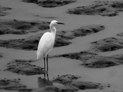 Free stock photo of black and white, egret