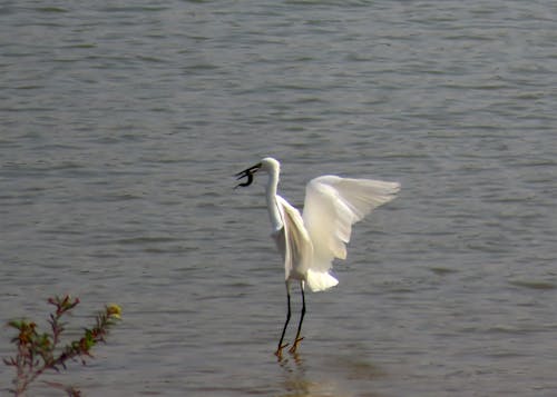 Free stock photo of catching fish, egret, wildlife