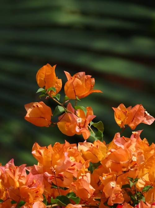 Free stock photo of blooming flowers, orange flowers