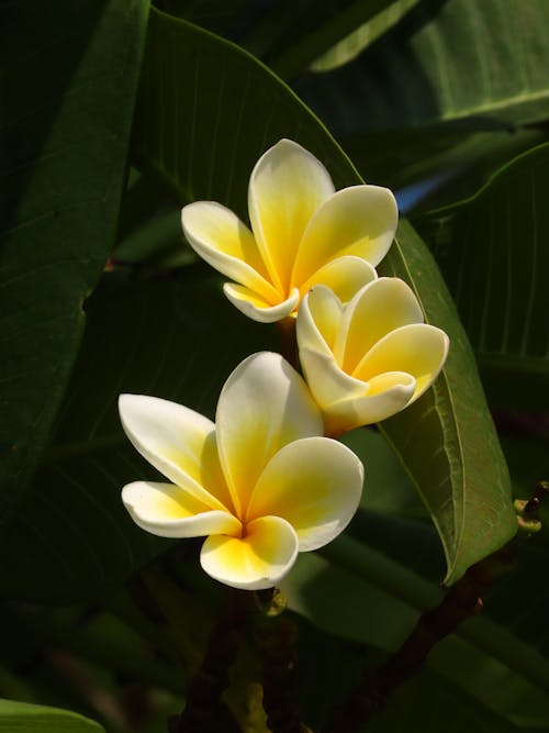 Free stock photo of dark green, yellow flowers