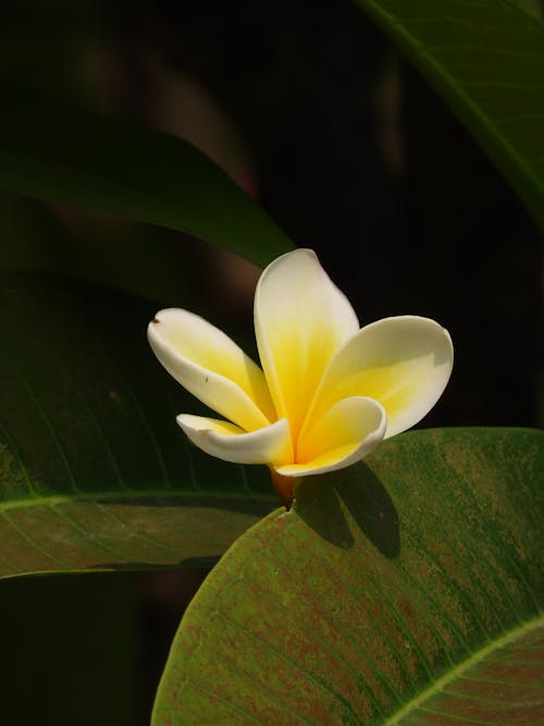 Free stock photo of wildflower, yellow flower