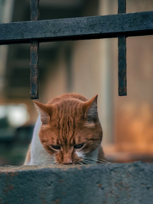 Free A ginger cat intently examines its surroundings through a metal fence. Stock Photo