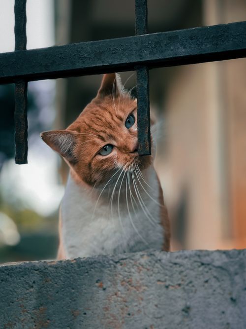 Free A curious orange and white cat peeks through an iron fence outdoors, creating a cute and funny scene. Stock Photo