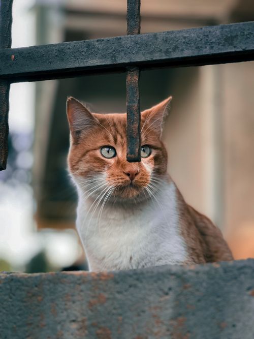 Free Close-up of a ginger cat peering through a metal fence in an urban setting. Stock Photo