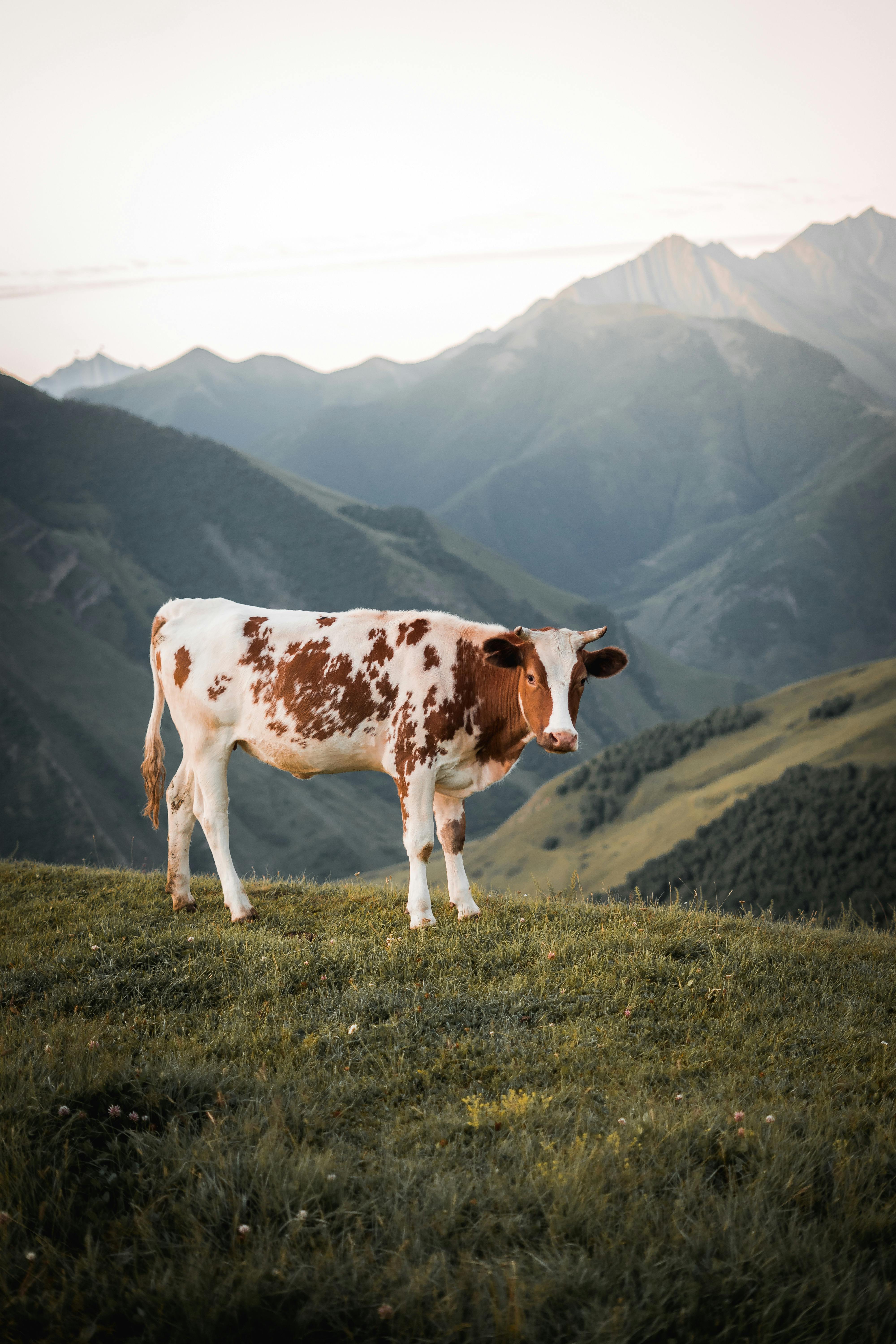 Popular Cow in the Mounatin